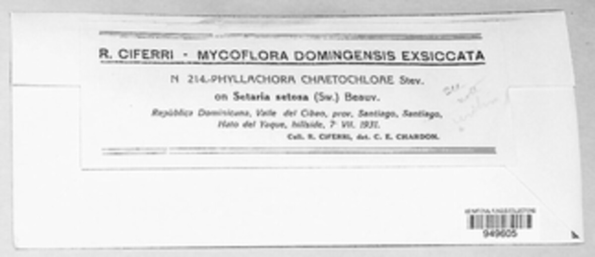 Phyllachora minutissima image